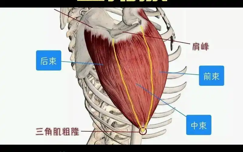 日学一肌:三角肌