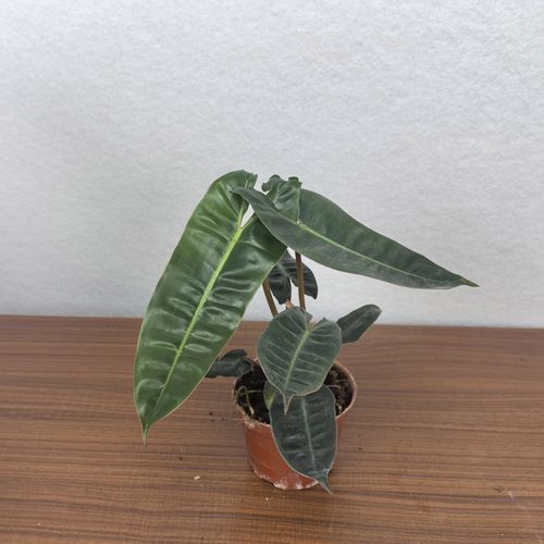 橙柄蔓绿绒 热带观叶植物 天南星科室内客厅阳台盆栽居家趣味绿植 橙