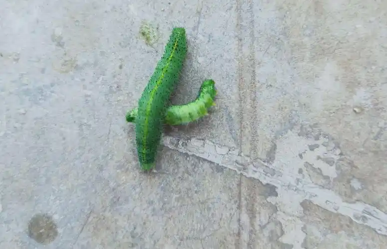 其它 寻找菜虫之旅 写美篇它的名字叫"菜虫" 菜