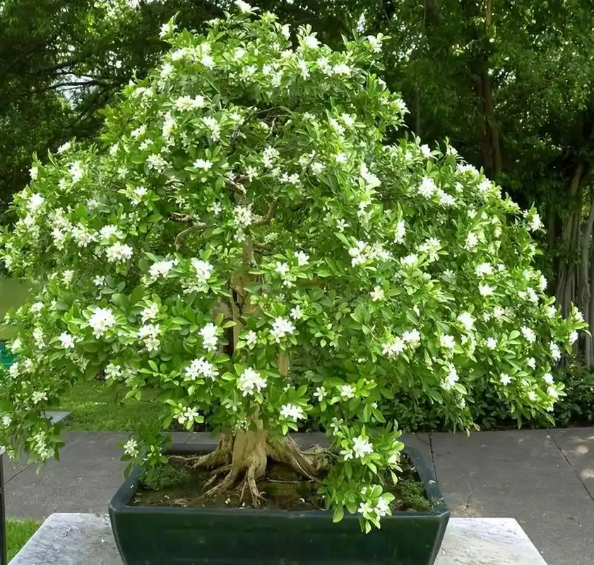 可以观叶,观花和观果的九里香植物,不用频繁修剪就花朵开不断