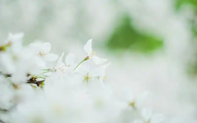 小清新白色樱花唯美摄影图片桌面壁纸