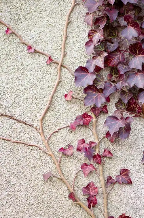 墙上的红色常春藤