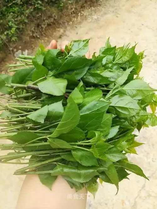 野菜:苦刺心 - 好大夫在线