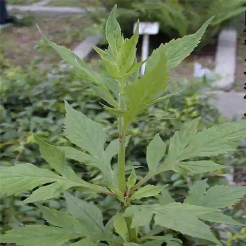 败酱草(败酱草的真实图片)