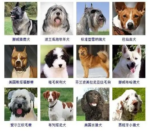 中型犬品种大全这些狗狗你都认识吗