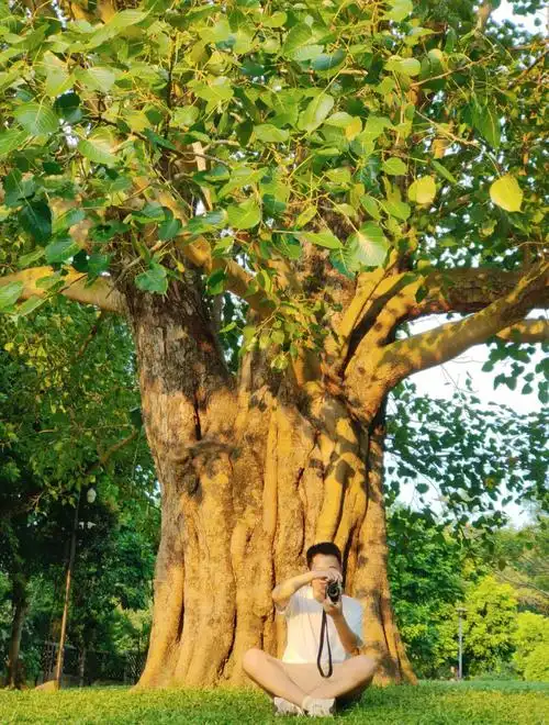 仙湖植物园的菩提树