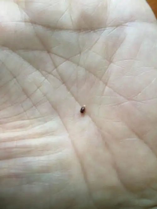 在床上,桌上都有