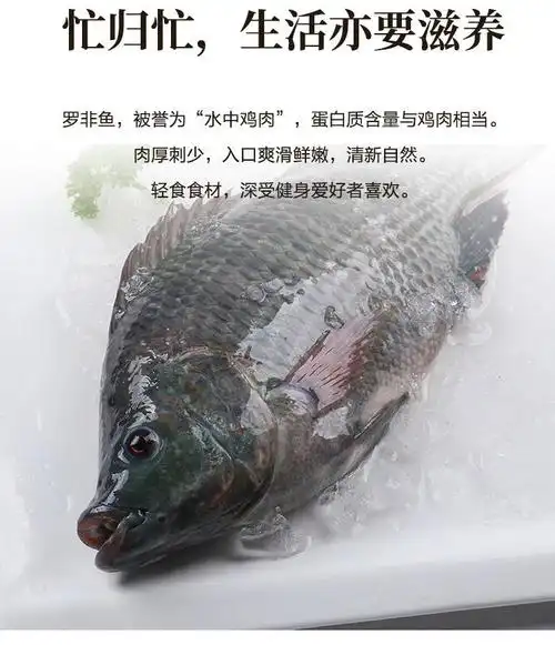 罗非鱼冷冻三去净膛速冻bap认证海产福寿鱼淡水鱼类 三去罗非鱼700g*3