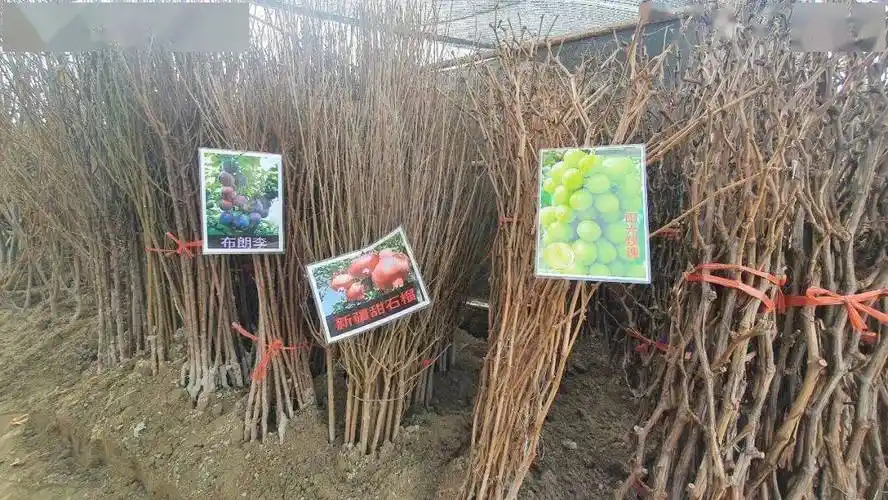 人勤春来早春暖种树忙苗木市场购销旺