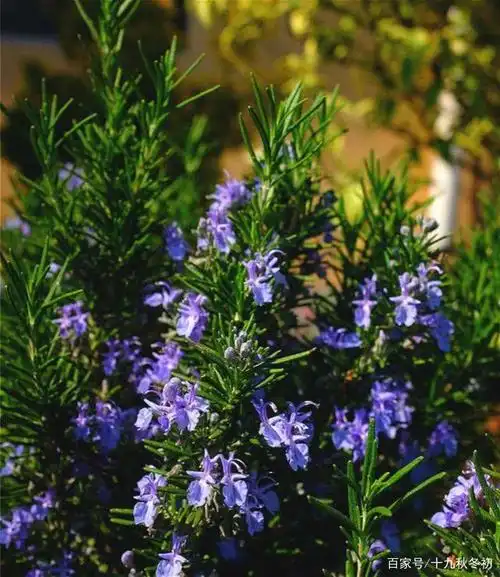 你知道迷迭香花语是什么吗?有什么寓意呢?