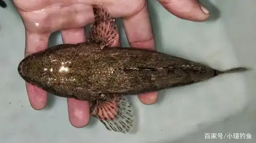 江西吉安的野河中发现稀有的塘鳢鱼,为何很少有人钓到它?