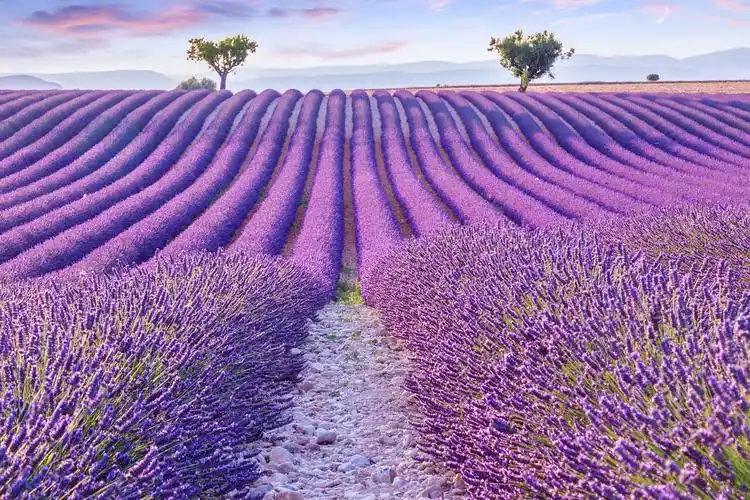 自然风景浪漫薰衣草田风景图桌面壁纸背景图法国旅游