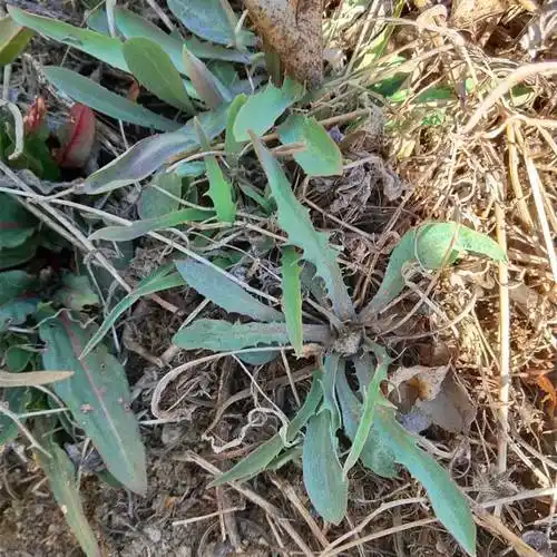 苦味_山野菜_小叶