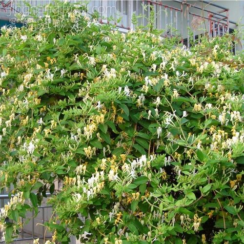 树苗金银花爬藤攀缘庭院花卉植物寓意财源滚滚花卉