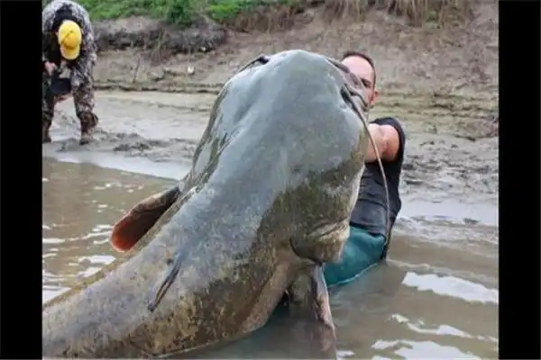 世界上最大的鲶鱼是什么生长在东南亚地带的巨型鲶鱼