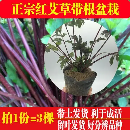 农村新鲜红艾带根草苗 艾叶青团果红艾叶草盆栽3棵食用艾草艾叶青