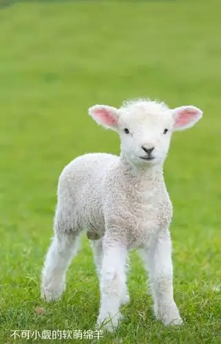 不可小觑的软萌绵羊