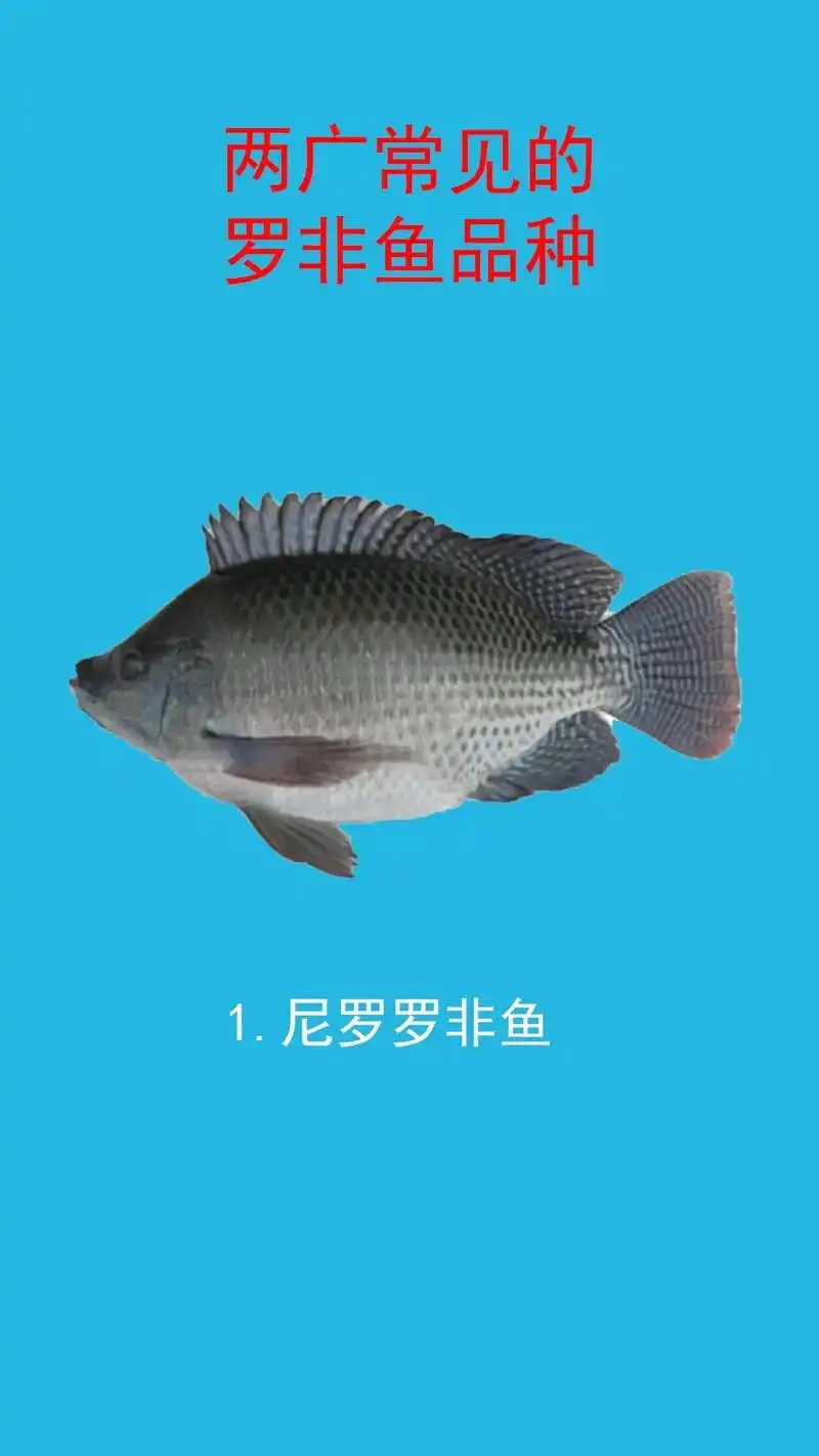 8种罗非鱼品种,两广地区很常见.广东广西分布特别广泛的8个常 - 抖音