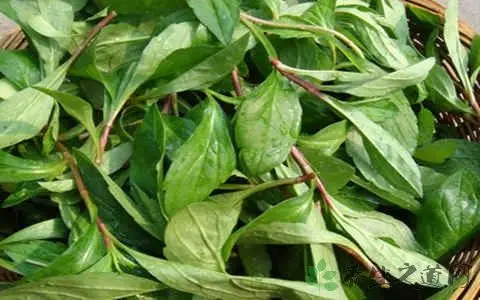 四叶菜的营养价值_吃四叶菜的好处