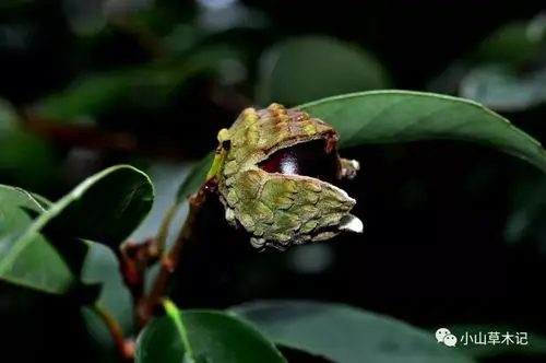 5,贴一些树叶子的照片