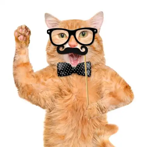 戴眼镜时尚小猫图片