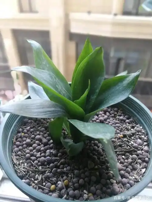 一篇文章带你了解比仙人球还好养"网红植物"——虎皮兰