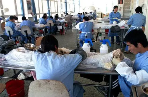 员工们正在解剖尸体