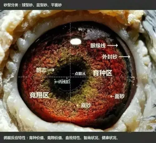 鸽眼你知道多少,今天就告诉你
