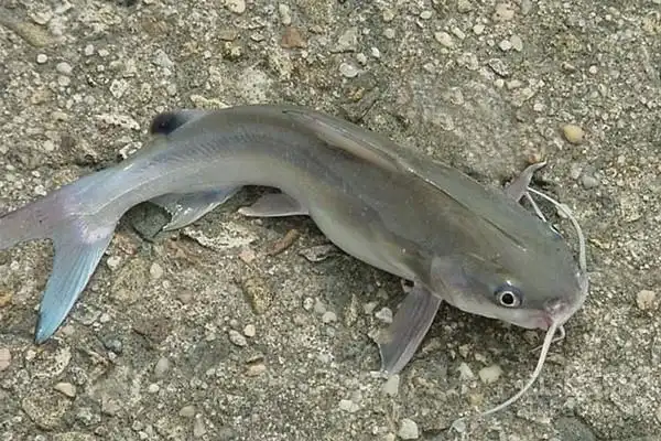 埃及塘鲺产地在哪?能长多大?