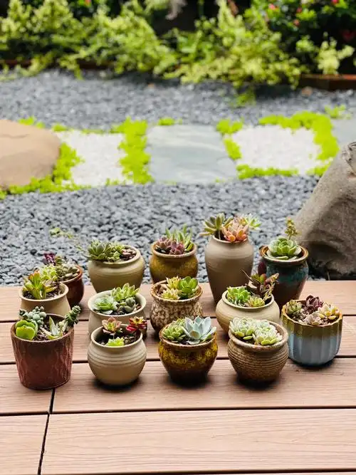 自家院子花了42块钱的多肉