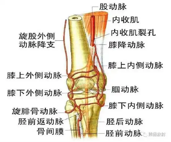 最全下肢血管系统解剖及cta