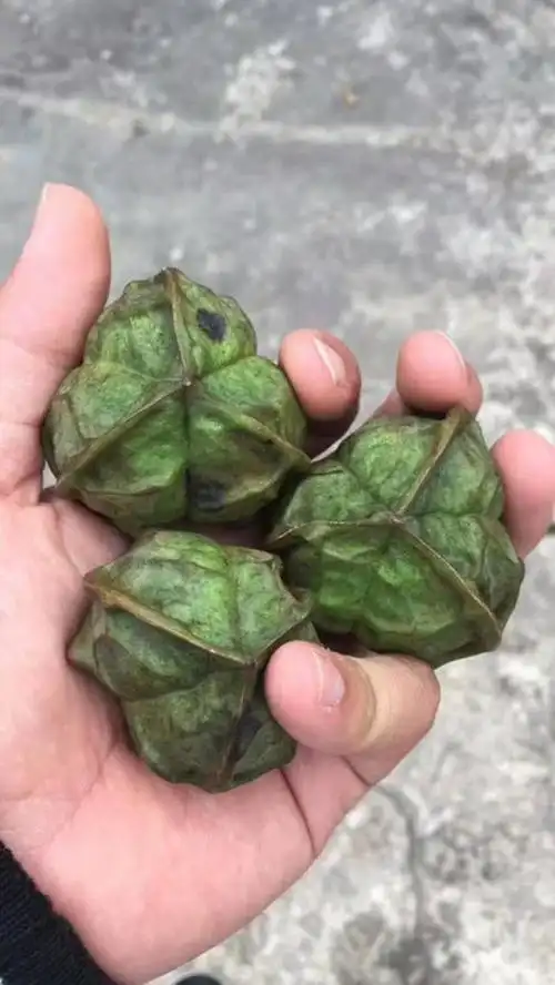 答案:这个是油桐树果.剥了皮之后是下面这样的.