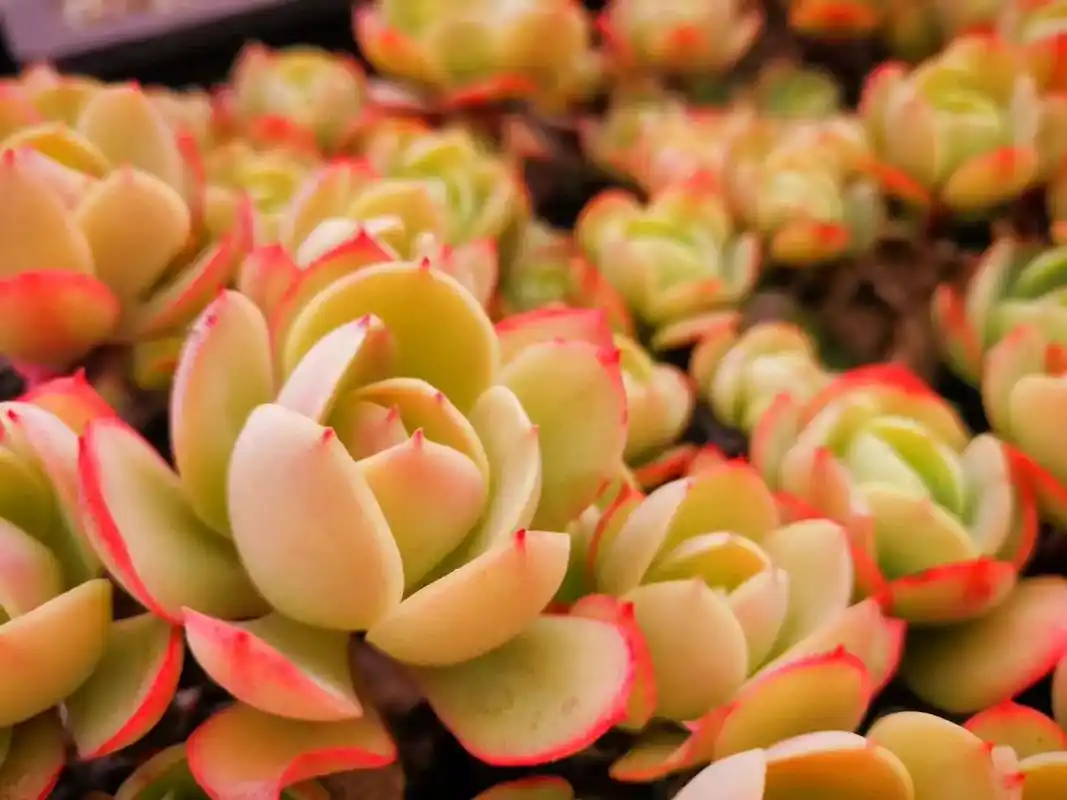 那些当年养过的多肉