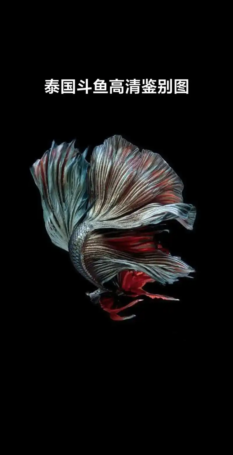 泰国斗鱼 #穿婚纱的鱼 #观赏鱼 #水族 - 抖音