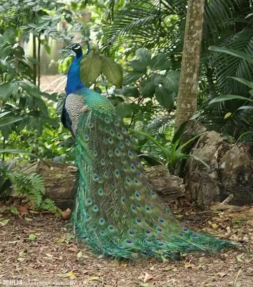 河南孔雀 睢县孔雀 商丘山鸡 驻马店野鸡
