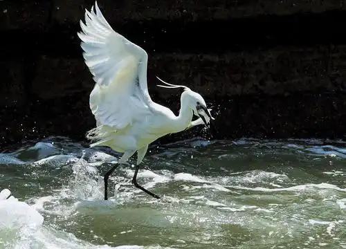 白鹭捕鱼 精彩瞬间