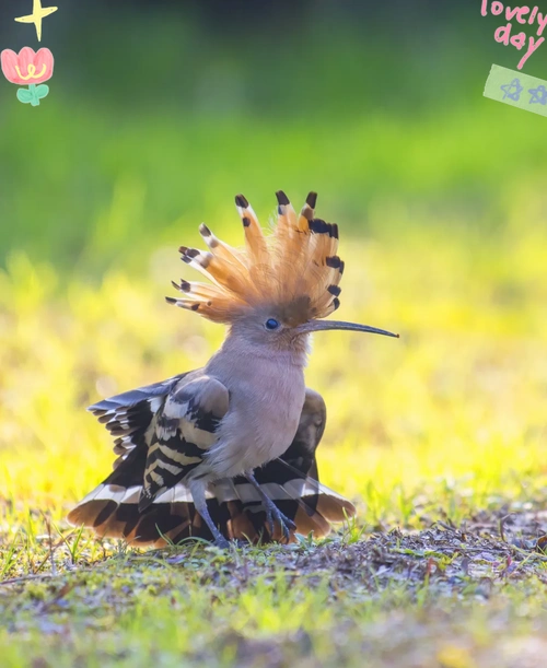 戴胜鸟:自带"凤冠"的活泼小精灵 🐦