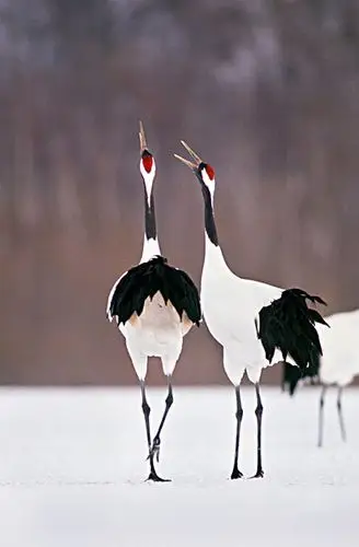 日本,丹顶鹤,北海道