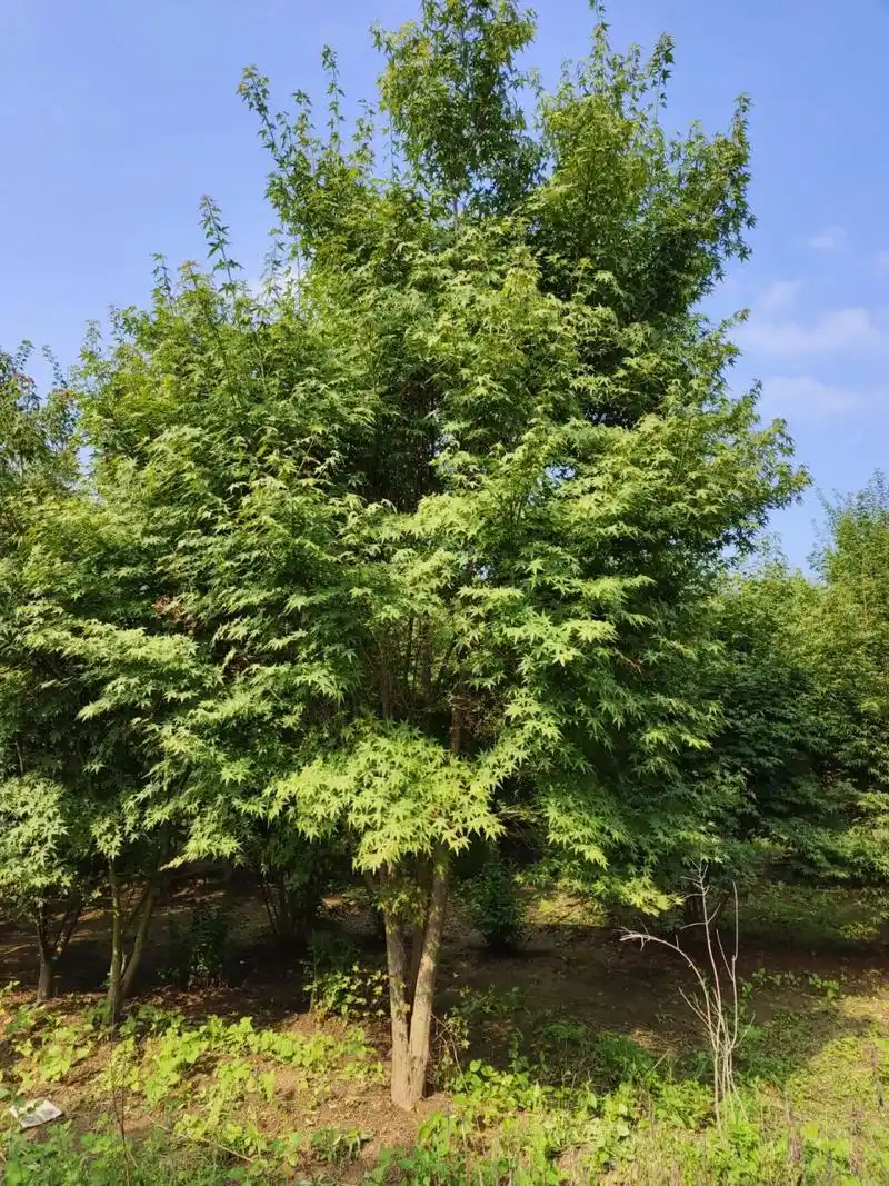 丛生鸡爪槭 鸡爪槭属落叶小乔木,是名贵的观赏树种,无论栽植于何处,都