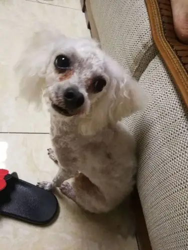 白色泰迪,剃光毛了,公,8岁半