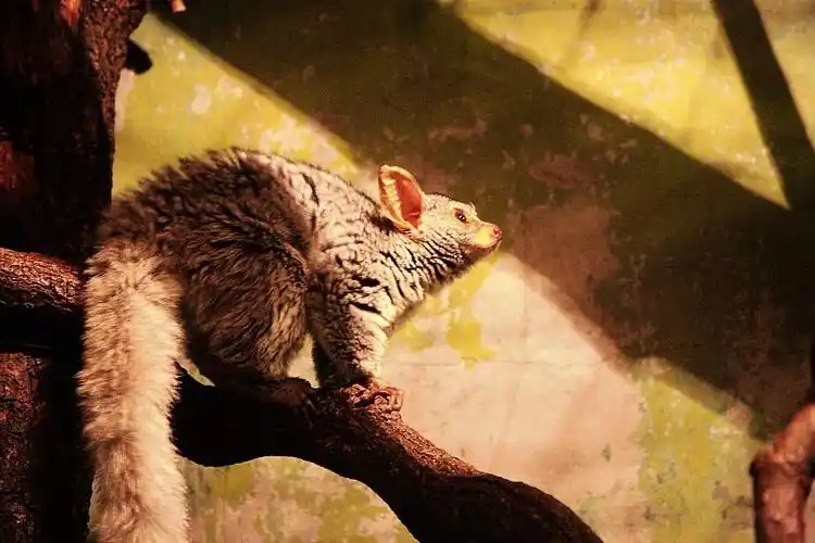 北京动物园夜行动物馆