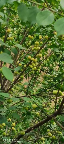 青梅 本地酸梅