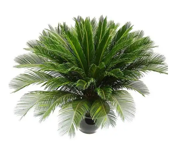 国家重点保护野生植物——宽叶苏铁,葫芦苏铁,德保苏铁,海南苏铁,灰干