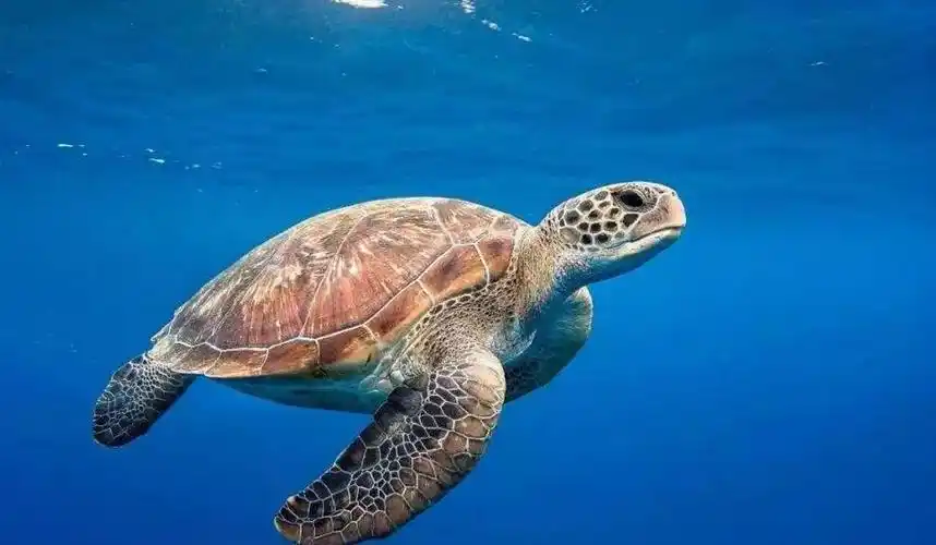 海龟的猎物都被厚厚的外壳保护着,但这也拦不住一只饥饿的海龟