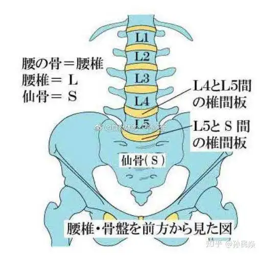 95%的腰椎间盘突出,发生于腰4/腰5和腰5/骶1;髂后上棘高的腰4/腰5椎间