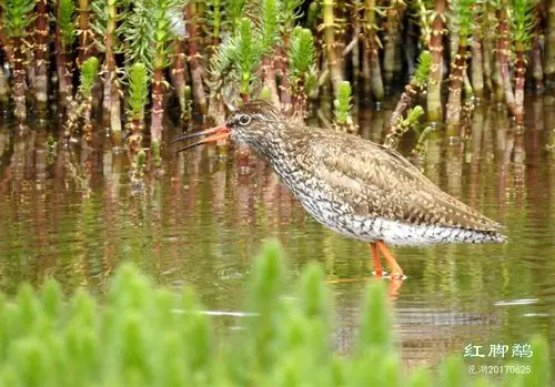 其它 哎呀呀,花湖 写美篇出没在莪蒿中的红脚鹬.