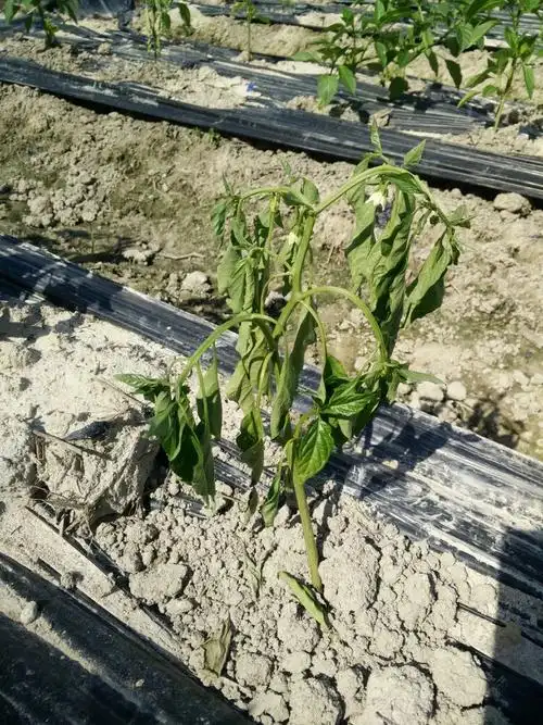 各位老师,辣椒死苗怎么防治?着急!