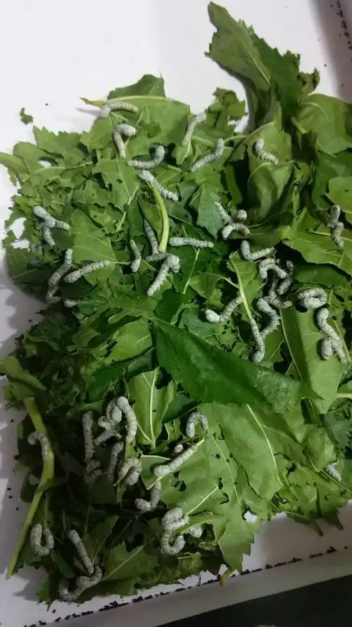 4月5号,三龄蚕宝宝的食量明显增大,约4天以后进入眠期.