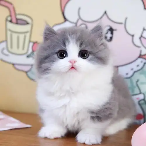 纯种英国短毛猫幼猫活体折耳猫矮脚英短蓝猫银渐层蓝白宠物小猫咪