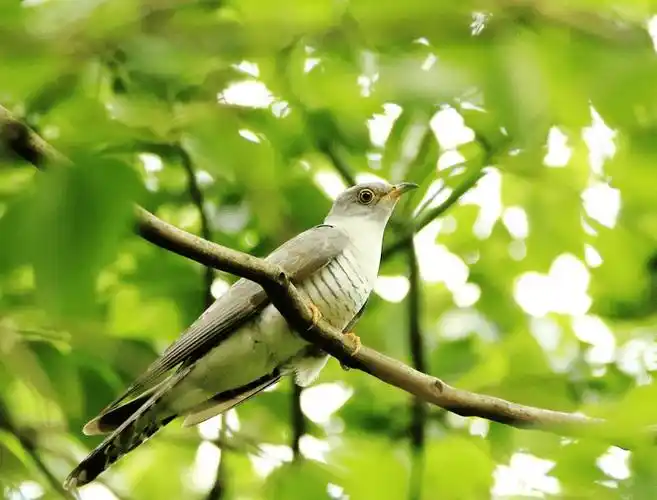 飞飞布谷鸟,古诗词里的布谷鸟,春天又听布谷叫,充满了生机和趣味!